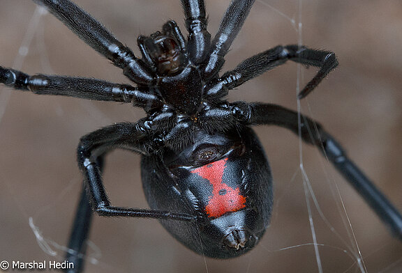 Latrodectus_hesperus__1_of_1_.jpg  