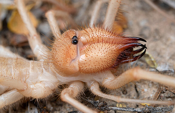 Solifugae solifugae_slider.jpg