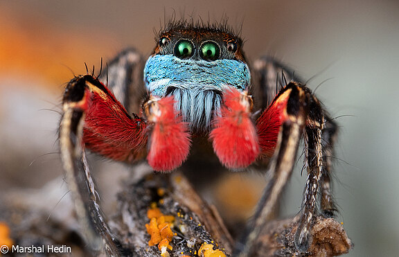 Habronattus_americanus__1_of_1_.jpg  