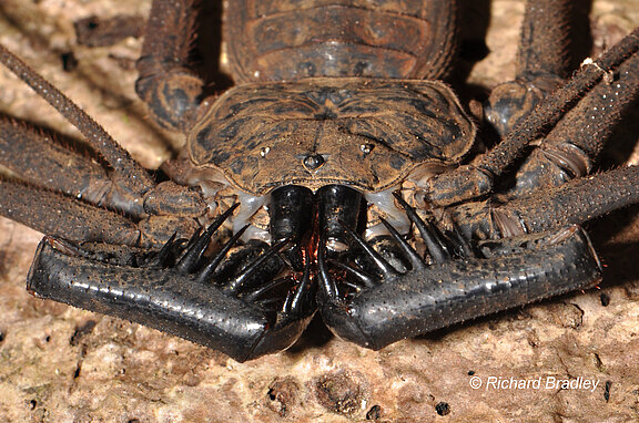 Amblypygid_face_DSC_3207copyright.jpg  