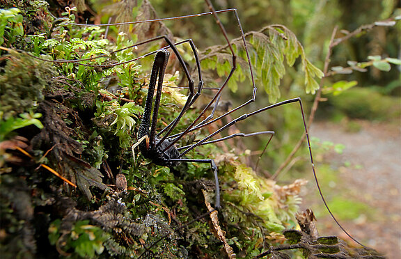 opiliones_slider.jpg