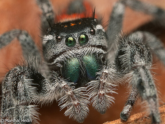 Phidippus_carneus_Hedin1.jpg  